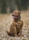 Bordeaux Mastiff in autumn park. Royalty Free Stock Photo