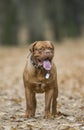 Bordeaux Mastiff in autumn park. Royalty Free Stock Photo