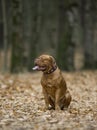 Bordeaux Mastiff in autumn park. Royalty Free Stock Photo