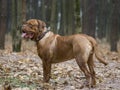Bordeaux Mastiff in autumn park. Royalty Free Stock Photo
