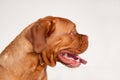 Bordeaux mastiff close up. Dogue de bordeau or french mastiff. on a gray background.