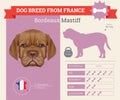 Bordeaux Mastiff Dog breed infographics.