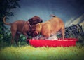 Bordeaux mastiff dogs