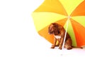 Bordeaux mastiff puppy under the umbrella