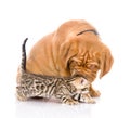 Bordeaux puppy dog and bengal kitten together. isolated on white Royalty Free Stock Photo