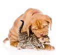 Bordeaux puppy dog biting bengal kitten. isolated on white background