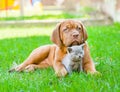 Bordeaux puppy dog embracing cute kitten on green grass Royalty Free Stock Photo