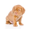 Bordeaux puppy dog. isolated on white background Royalty Free Stock Photo