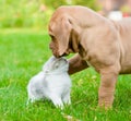 Bordeaux puppy dog kisses kitten Royalty Free Stock Photo