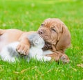 Bordeaux puppy dog kisses kitten on green grass Royalty Free Stock Photo