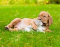 Bordeaux puppy dog kisses kitten Royalty Free Stock Photo