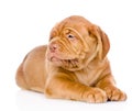 Bordeaux puppy dog looking away. isolated on white background Royalty Free Stock Photo