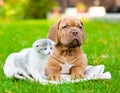 Bordeaux puppy dog lying with small kitten on green grass Royalty Free Stock Photo