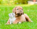 Bordeaux puppy dog with newborn kitten on green grass