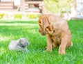 Bordeaux puppy dog and newborn kitten on green grass