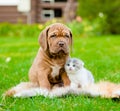 Bordeaux puppy dog and newborn kitten sitting together on green grass Royalty Free Stock Photo