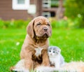 Bordeaux puppy dog and newborn kitten sitting together on green grass Royalty Free Stock Photo