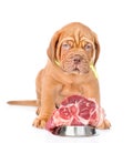 Bordeaux puppy dog with a piece of raw meat. isolated on white