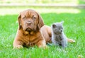 Bordeaux puppy dog and small kitten lying together on green grass Royalty Free Stock Photo
