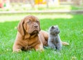Bordeaux puppy dog and small kitten lying together on green grass Royalty Free Stock Photo