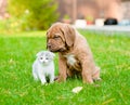 Bordeaux puppy dog sniffing newborn kitten on green grass Royalty Free Stock Photo