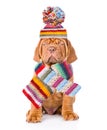 Bordeaux puppy dog wearing a scarf and warm hat with pompon. isolated on white background