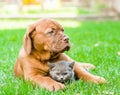 Bordeaux puppy hugging a kitten on the green grass. Focus on cat
