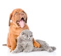 Bordeaux puppy hugs cat. isolated on white background Royalty Free Stock Photo