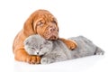 Bordeaux puppy hugs sleeping cat. isolated on white background