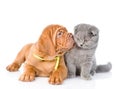 Bordeaux puppy kisses cat. isolated on white background Royalty Free Stock Photo