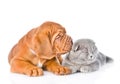 Bordeaux puppy kisses cat. isolated on white background Royalty Free Stock Photo