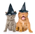 Bordeaux puppy and kitten with hats for halloween sitting together, on white