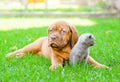 Bordeaux puppy lying with a kitten on the green grass Royalty Free Stock Photo