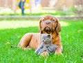 Bordeaux puppy lying with a kitten on the green grass Royalty Free Stock Photo
