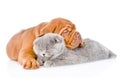 Bordeaux puppy lying with sleeping cat. isolated on white Royalty Free Stock Photo