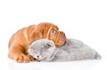 Bordeaux puppy lying with sleeping cat. isolated on white Royalty Free Stock Photo