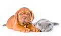 Bordeaux puppy lying with a sleeping gray cat. isolated on white Royalty Free Stock Photo