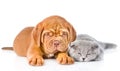Bordeaux puppy lying with a sleeping gray cat. isolated on white Royalty Free Stock Photo