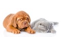 Bordeaux puppy lying with a sleeping gray cat. isolated on white Royalty Free Stock Photo