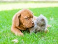 Bordeaux puppy playing with a kitten on the green grass Royalty Free Stock Photo