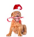 Bordeaux puppy in red christmas hat holding candy cane in his mo