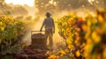 Bordeaux& x27;s Haut Medoc Red Wine Region, Harvest Season