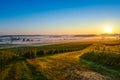 Bordeaux Vineyard Sunrise Royalty Free Stock Photo