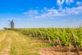 Bordeaux vineyard with Windmill Royalty Free Stock Photo