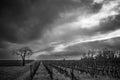 Bordeaux vineyard in winter, landscape vineyard, Black and White Royalty Free Stock Photo