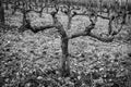 Bordeaux vineyard in winter, landscape vineyard, Black and White Royalty Free Stock Photo