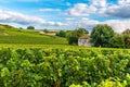 Bordeaux vineyards beautiful landscape of Saint Emilion vineyard in France