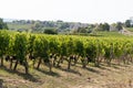 Bordeaux vineyards landscape hill Saint Emilion vineyard France Royalty Free Stock Photo