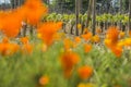 Bordeaux wine region in france flowers in the vineyard countryside spring floral Royalty Free Stock Photo