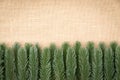 Border of artificial pine foliage on burlap